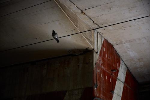 images/25-07-11_pigeon.jpg