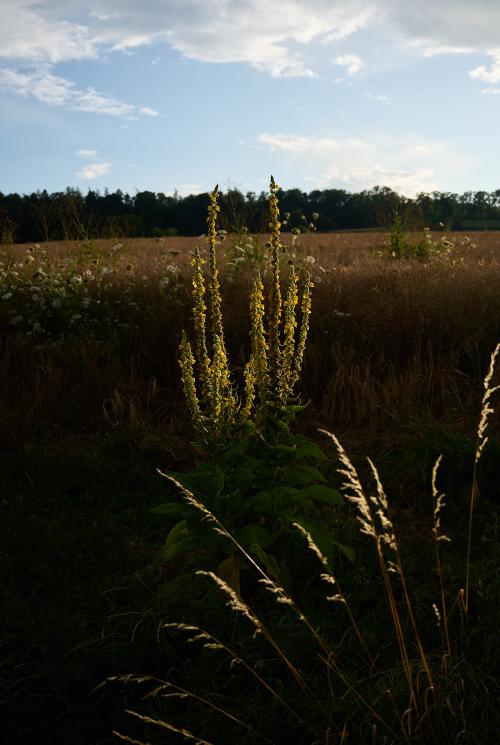 images/25-07-13_common_mullein_sunset.jpg