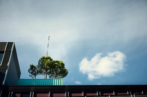 images/25-07-17_tree_cloud.jpg