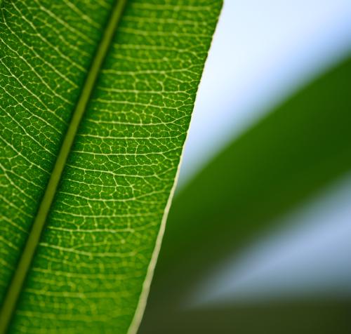images/25-07-18_oleander_leaf.jpg