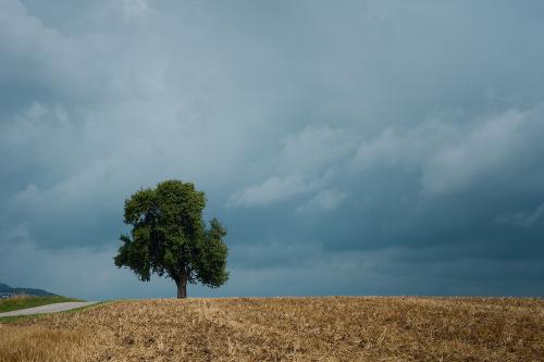 images/25-07-27_tree_in_a_yellow_field.jpg