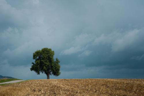 images/25-07-27_tree_in_a_yellow_field.jpg