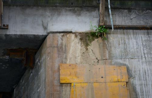 images/25-07-30_bridge_plant.jpg