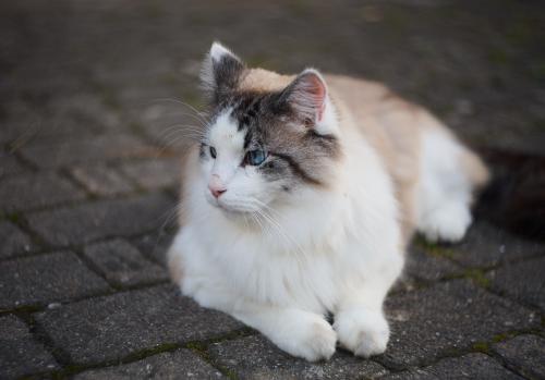 images/25-08-03_cat.jpg