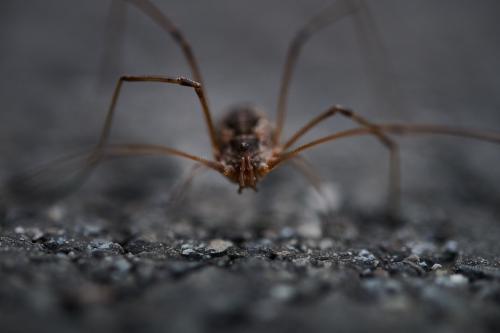 images/25-08-12_daddy_long_legs.jpg