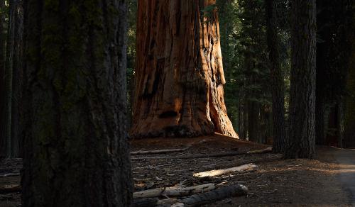 images/25-09-06_sequoia.jpg