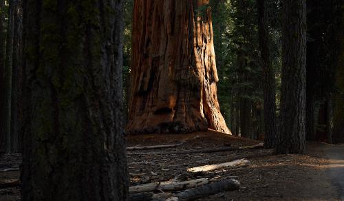 images/25-09-06_sequoia.jpg