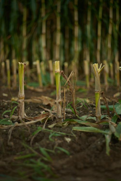 images/25-09-18_cut_corn.jpg