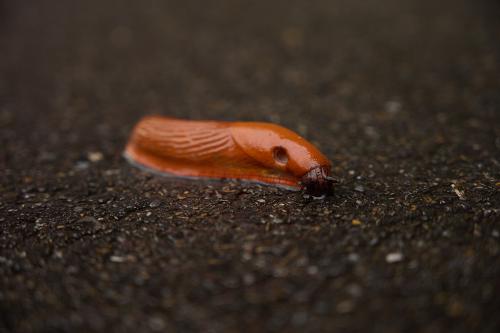 images/25-09-26_slug.jpg