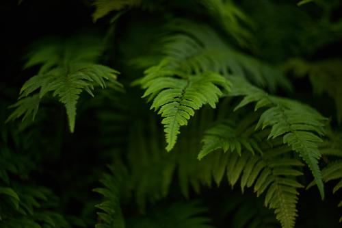images/25-09-30_fern.jpg