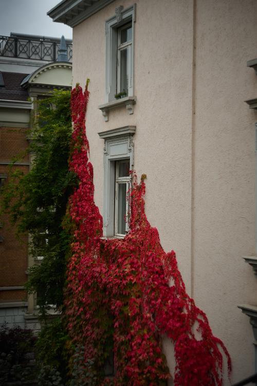 images/25-10-14_read_leaves_on_a_building.jpg