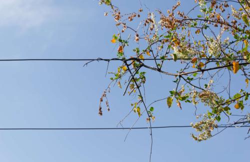 images/015-tree_on_a_wire.jpg